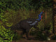 Camptosaurus Dinosaur Eating Wollemia Wall Decal