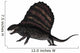 Dimetrodon Dinosaur 3D Render Wall Decal Design 3