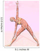 Female Musculature Performing Triangle Wall Decal