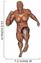 Muscular Man Running Wall Decal Design 2