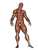 Muscular Man Standing Wall Decal