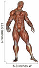 Muscular Man Standing Wall Decal