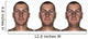 Portrait Male Showing Aging Wall Decal