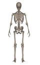 Rear Human Skeleton Wall Decal