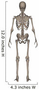 Rear Human Skeleton Wall Decal