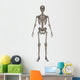 Front Human Skeleton Wall Decal