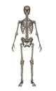 Front Human Skeleton Wall Decal