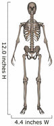 Front Human Skeleton Wall Decal