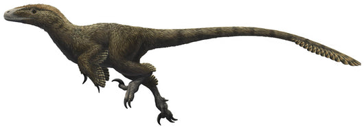Utahraptor Ostrommaysorum Wall Decal