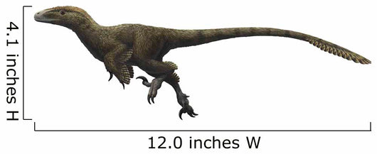 Utahraptor Ostrommaysorum Wall Decal