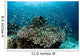 Damselfish Swim above Corals Wall Decal Design 3