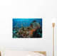 Colorful Anthias Swim above Wall Decal