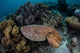 Broadclub Cuttlefish Swims above Wall Decal Design 3