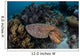 Broadclub Cuttlefish Swims above Wall Decal Design 3