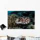 Broadclub Cuttlefish Lays Eggs Wall Decal