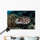 Broadclub Cuttlefish Lays Eggs Wall Decal