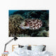 Broadclub Cuttlefish Lays Eggs Wall Decal