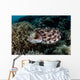 Broadclub Cuttlefish Lays Eggs Wall Decal
