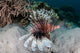Lionfish Swims Reef Komodo Wall Decal Design 1