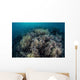 Cardinalfish Swimming above Soft Wall Decal
