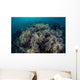 Cardinalfish Swimming above Soft Wall Decal