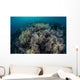 Cardinalfish Swimming above Soft Wall Decal
