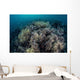 Cardinalfish Swimming above Soft Wall Decal