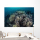 Cardinalfish Swimming above Soft Wall Decal