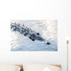 Large American Crocodile Surfaces Wall Decal Design 4