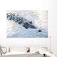 Large American Crocodile Surfaces Wall Decal Design 4