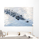 Large American Crocodile Surfaces Wall Decal Design 4