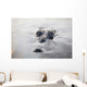 Large American Crocodile Surfaces Wall Decal Design 2