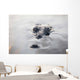 Large American Crocodile Surfaces Wall Decal Design 2