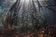Beams Sunlight Filter among Wall Decal Design 1