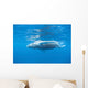 Young Humpback Whale Surfaces Wall Decal