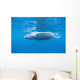 Young Humpback Whale Surfaces Wall Decal