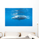 Young Humpback Whale Surfaces Wall Decal