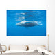 Young Humpback Whale Surfaces Wall Decal