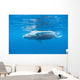 Young Humpback Whale Surfaces Wall Decal