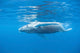 Young Humpback Whale Surfaces Wall Decal