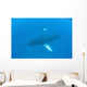 Humpback Whales Swim Clear Wall Decal