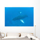 Humpback Whales Swim Clear Wall Decal