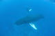 Humpback Whales Swim Clear Wall Decal