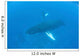 Humpback Whales Swim Clear Wall Decal