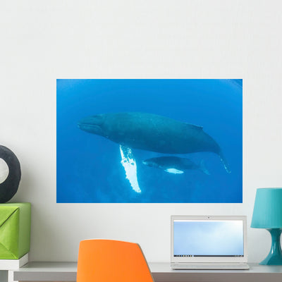 Humpback Whale Mother and Wall Decal Design 2 shown on a wall