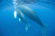 Humpback Whale Mother and Wall Decal Design 1
