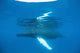 Humpback Whale Surfaces to Wall Decal Design 3