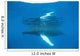 Humpback Whale Surfaces to Wall Decal Design 3