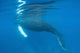 Humpback Whale Surfaces to Wall Decal Design 2