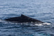 Humpback Whale Surfaces to Wall Decal Design 1